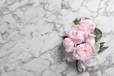 Beautiful blooming peony flowers on marble background