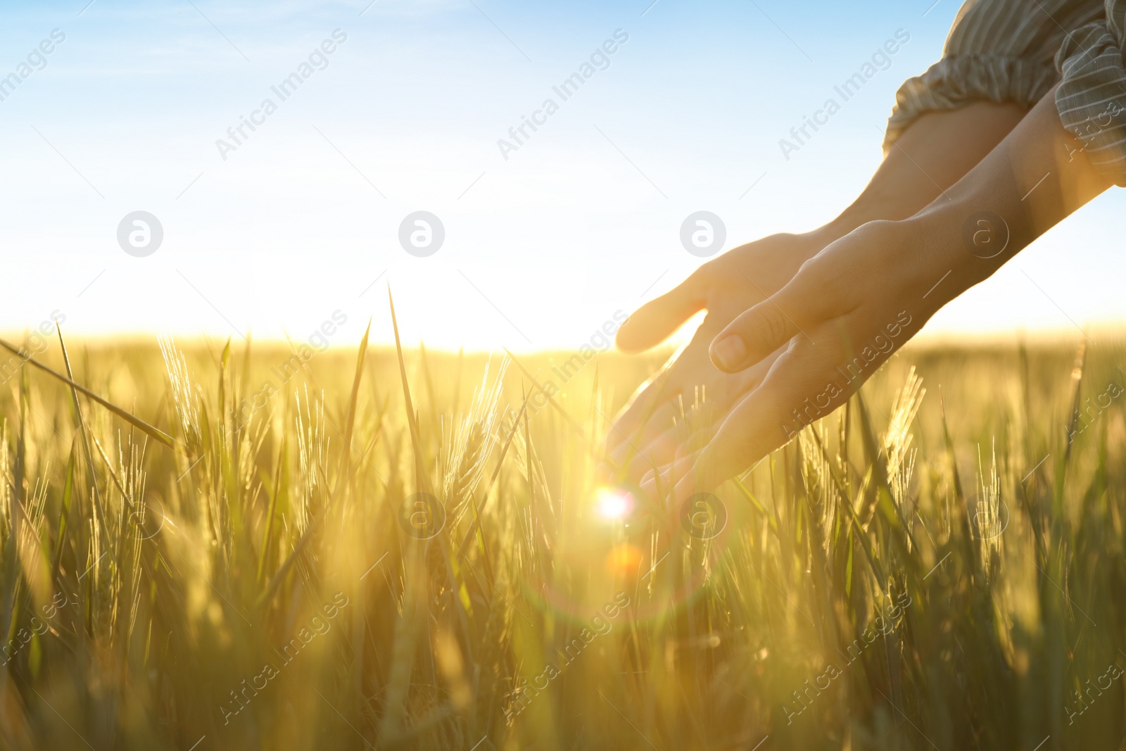 Photo of Woman in field with unripe spikes on sunny day, closeup