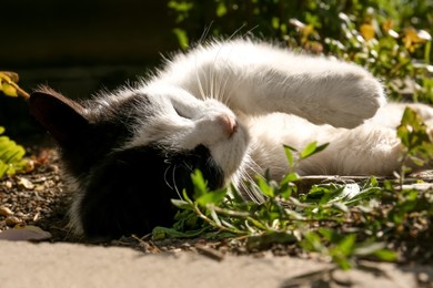 Photo of Cute cat resting at backyard on sunny day, closeup