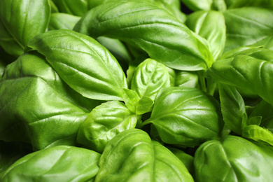 Photo of Fresh basil leaves as background, closeup view