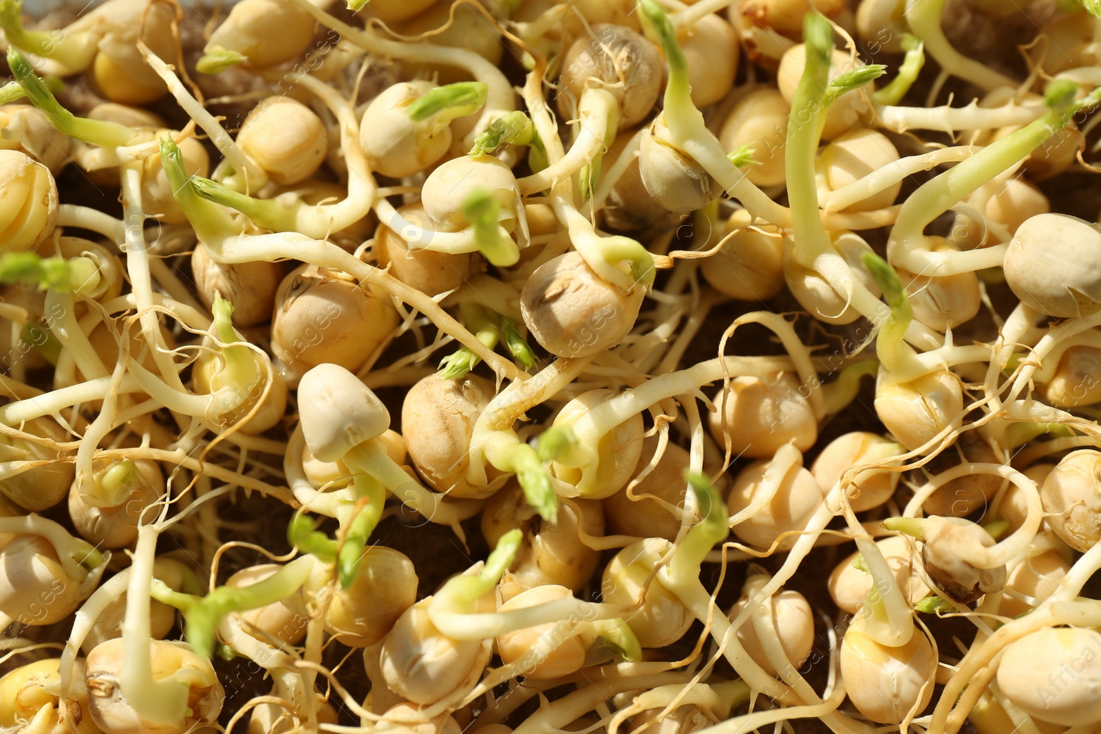 Photo of Growing microgreens. Many sprouted pea seeds as background, top view