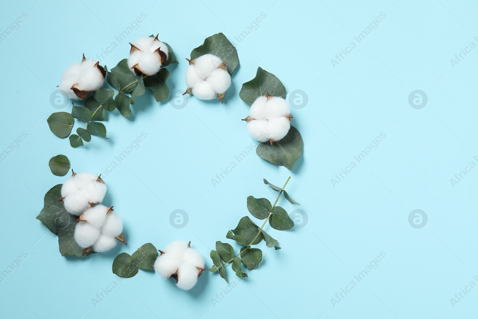 Photo of Frame of cotton flowers and eucalyptus leaves on light blue background, flat lay. Space for text