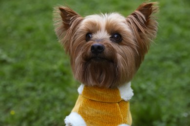 Photo of Cute Yorkshire terrier wearing stylish pet clothes in park, closeup view