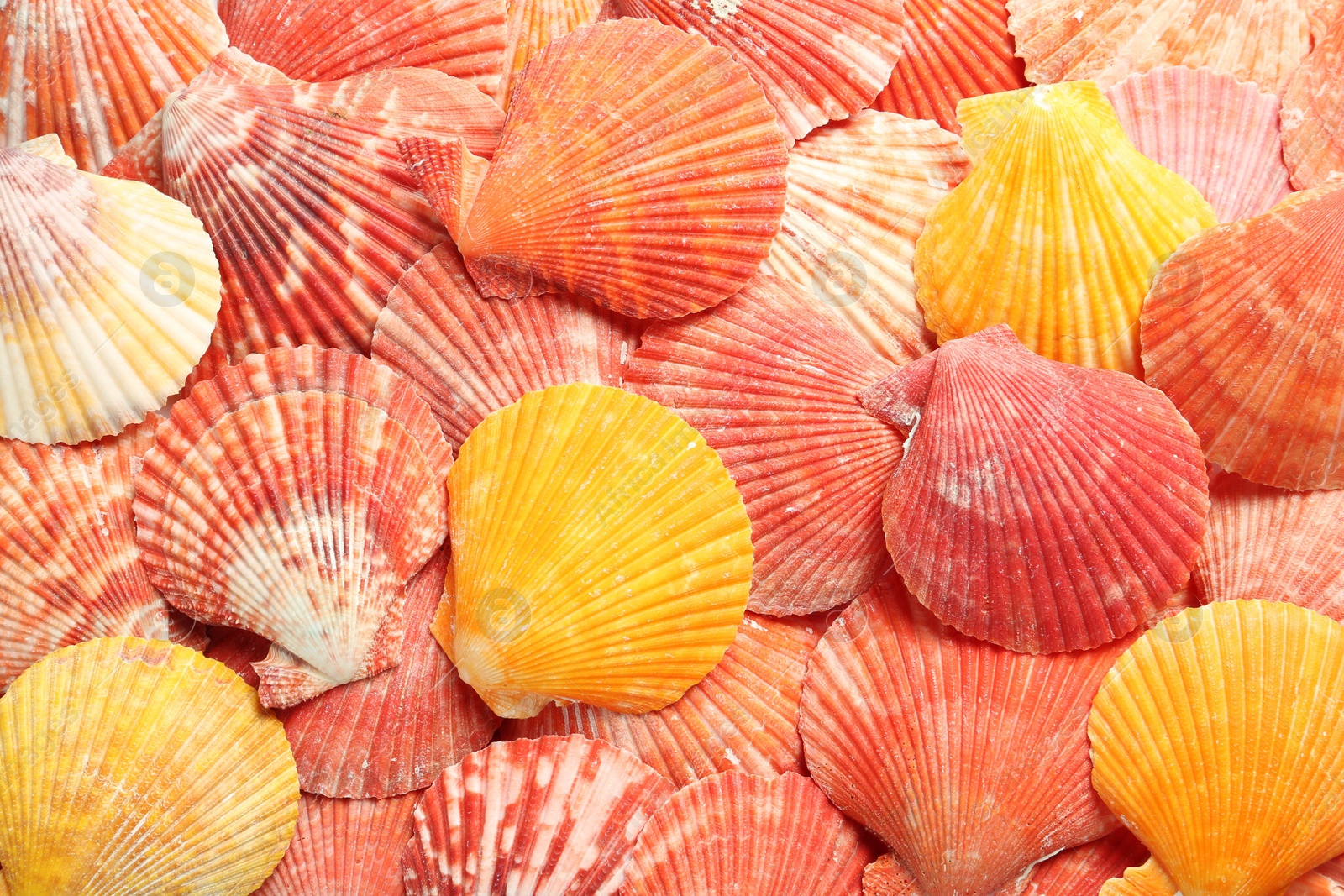 Photo of Top view of beautiful color seashells as background