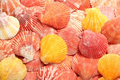 Top view of beautiful color seashells as background