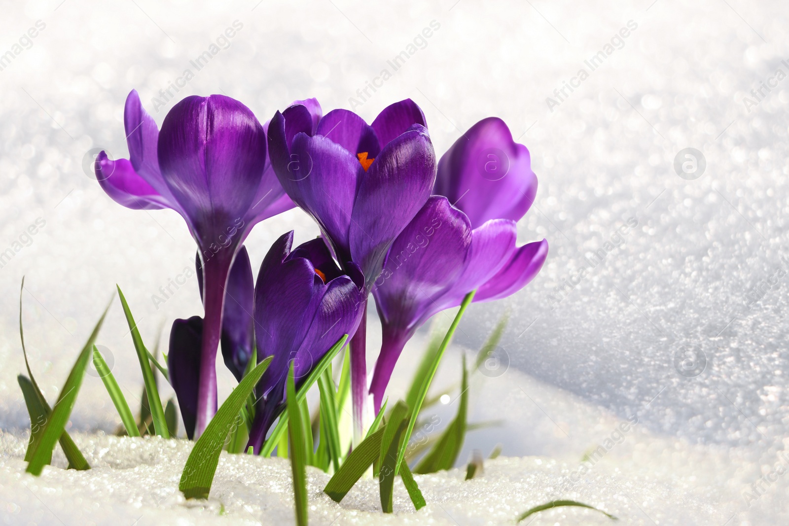 Image of Beautiful spring crocus flowers growing through snow outdoors