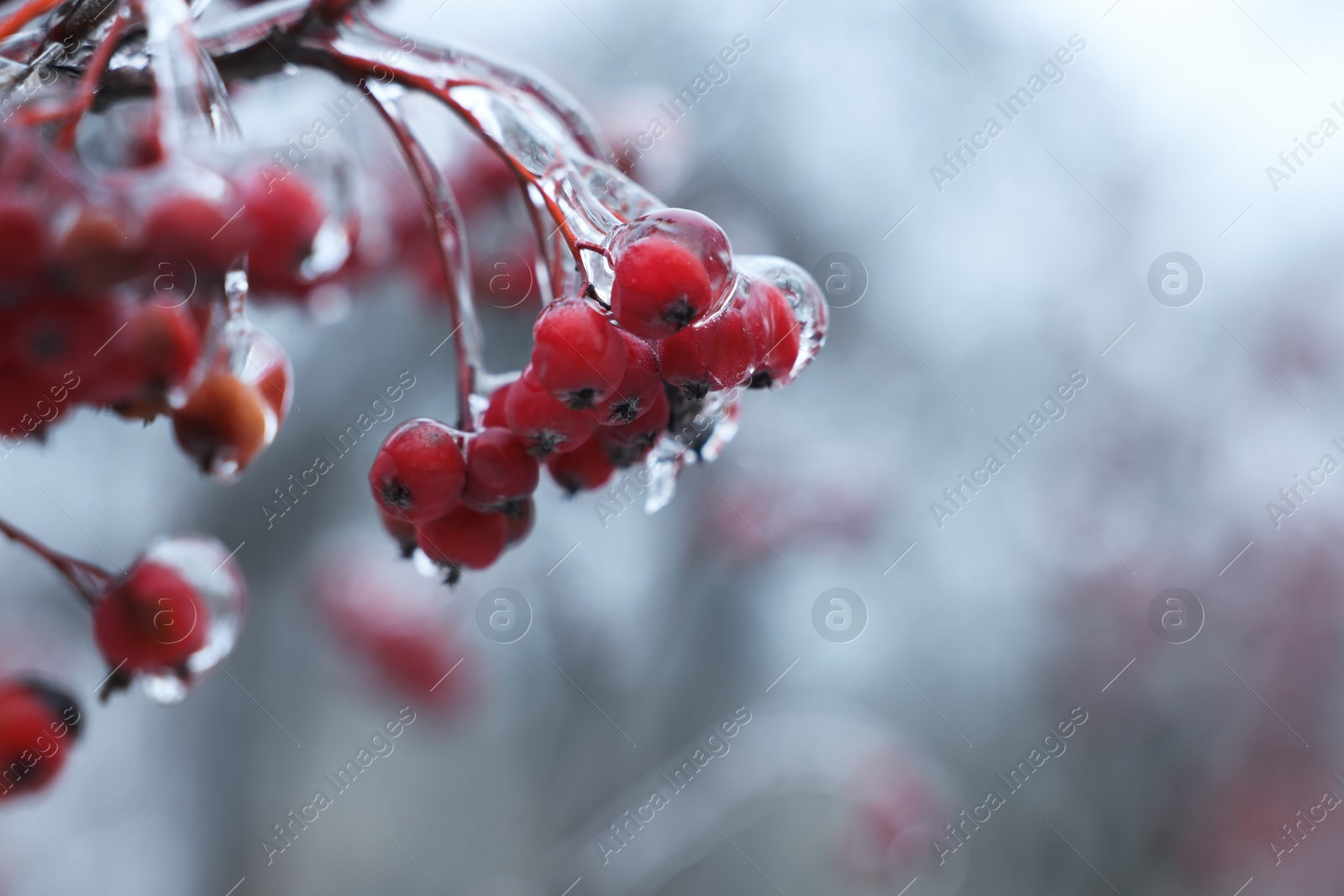 Photo of Tree with red berries in ice glaze outdoors on winter day, closeup. Space for text