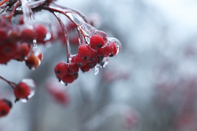 Tree with red berries in ice glaze outdoors on winter day, closeup. Space for text