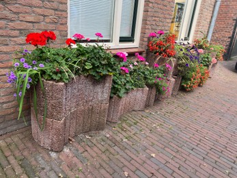 Beautiful plants in pots near building on city street