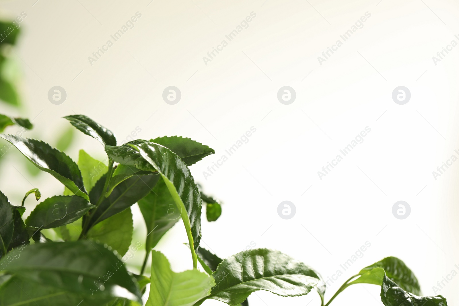 Photo of Closeup view of green tea plant against light background. Space for text