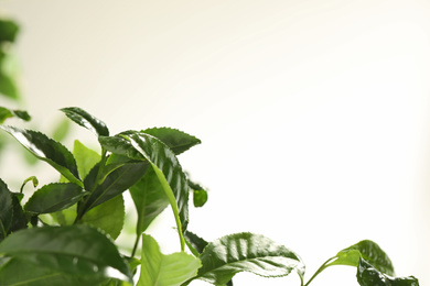 Photo of Closeup view of green tea plant against light background. Space for text