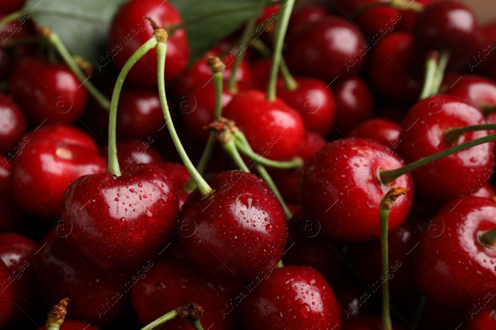 Photo of Ripe sweet cherries with water drops as background, closeup