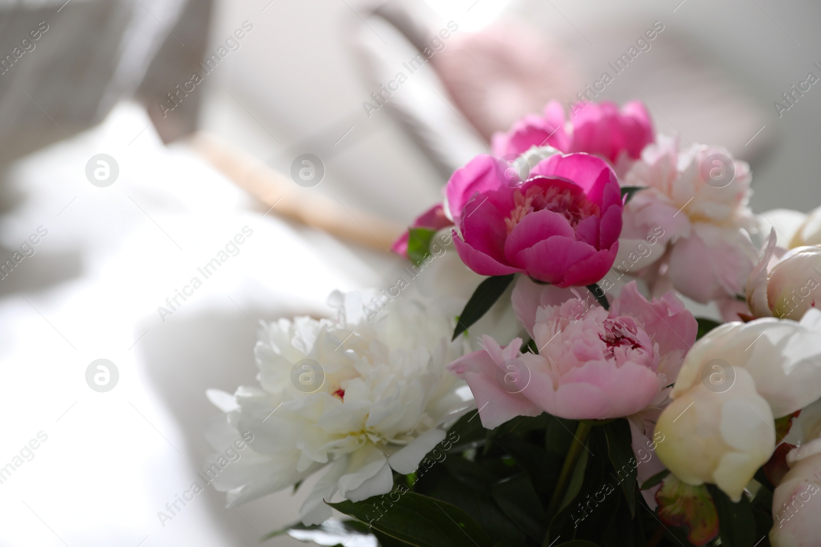 Photo of Beautiful blooming peonies against blurred background, closeup. Space for text