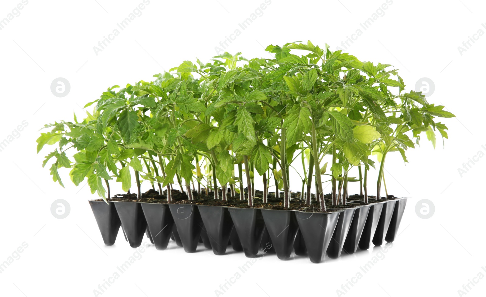 Photo of Green tomato plants in seedling tray isolated on white