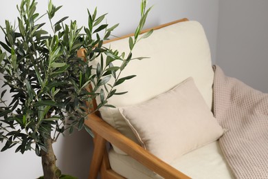 Photo of Pot with olive tree near cozy armchair in room, closeup
