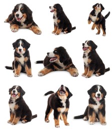 Collage with photos of cute dog on white background