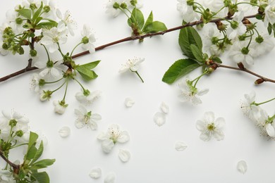 Photo of Spring tree branches with beautiful blossoms and petals on white background, flat lay