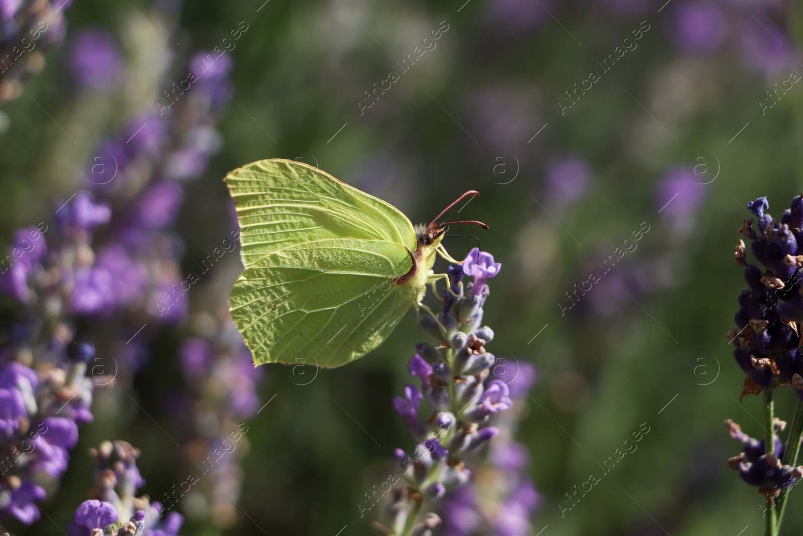 Photo of Beautiful butterfly in lavender field on sunny day, closeup