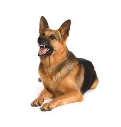 Photo of Aggressive German Shepherd dog on light background