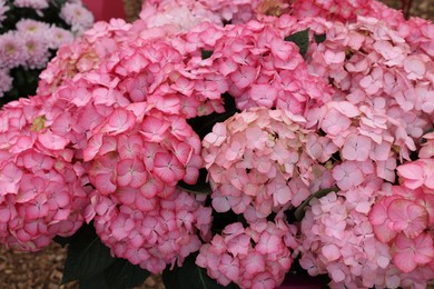 Beautiful pink hydrangea flowers with green leaves, closeup