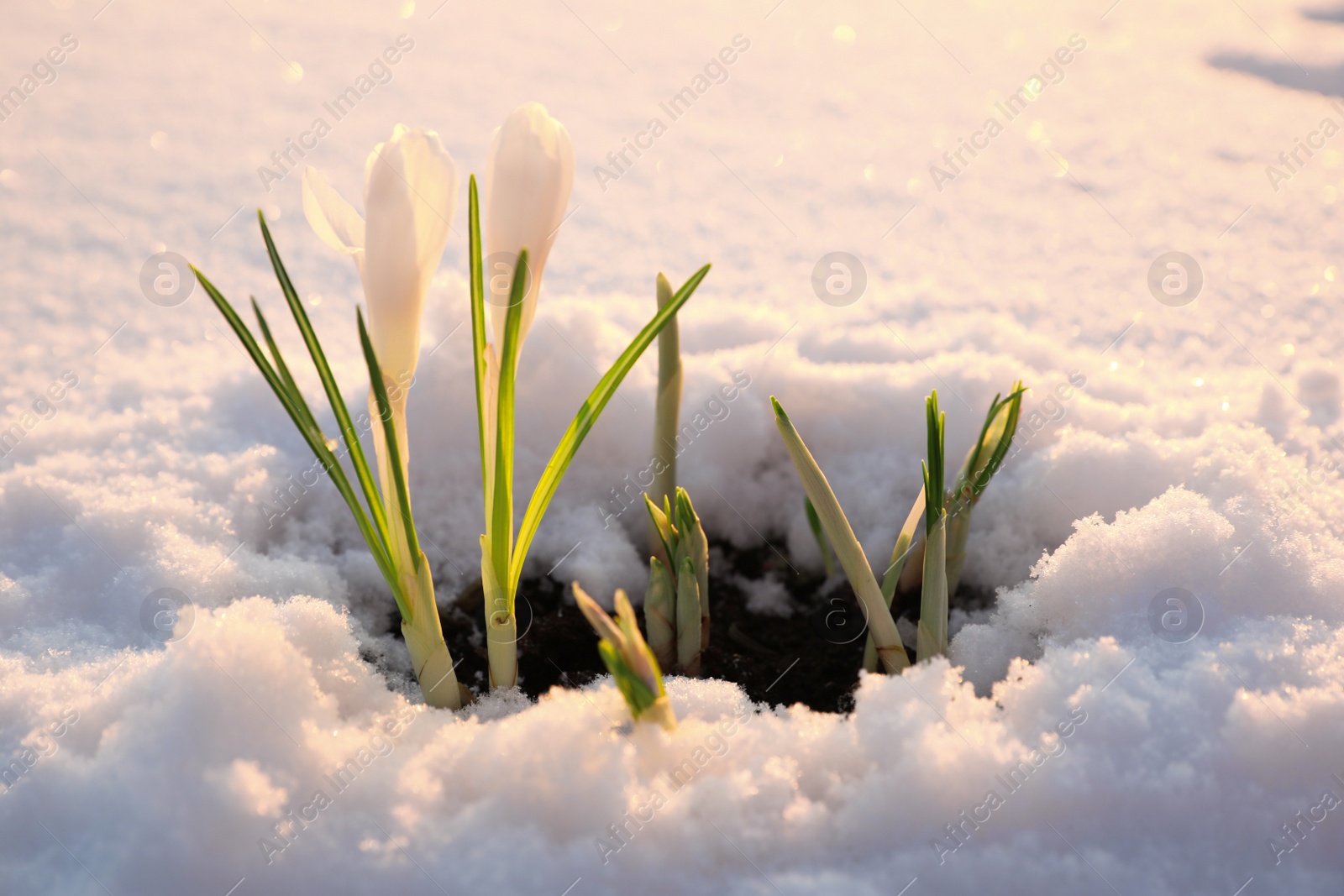 Photo of Beautiful crocuses growing through snow. First spring flowers