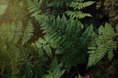 Photo of Green fern growing in forest on sunny day, above view