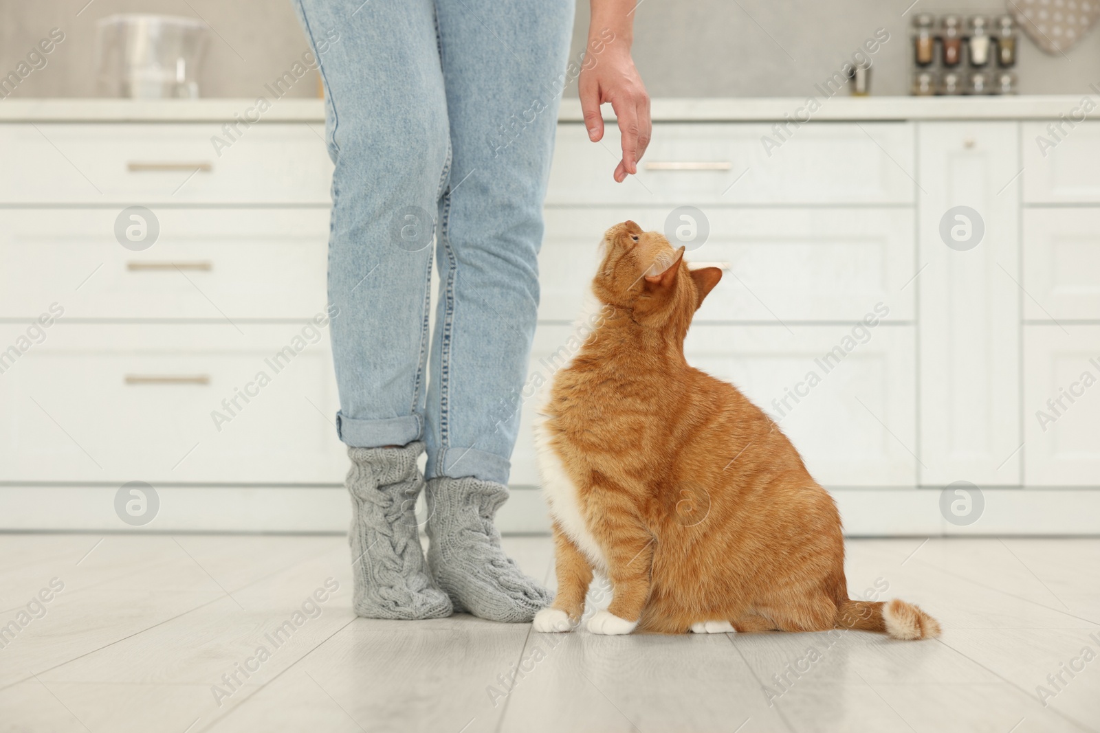 Photo of Woman with cute cat in kitchen at home, closeup