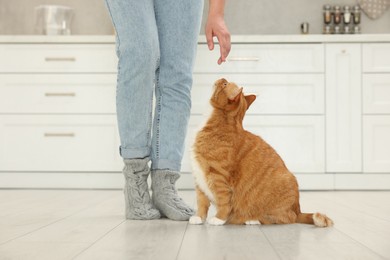 Photo of Woman with cute cat in kitchen at home, closeup