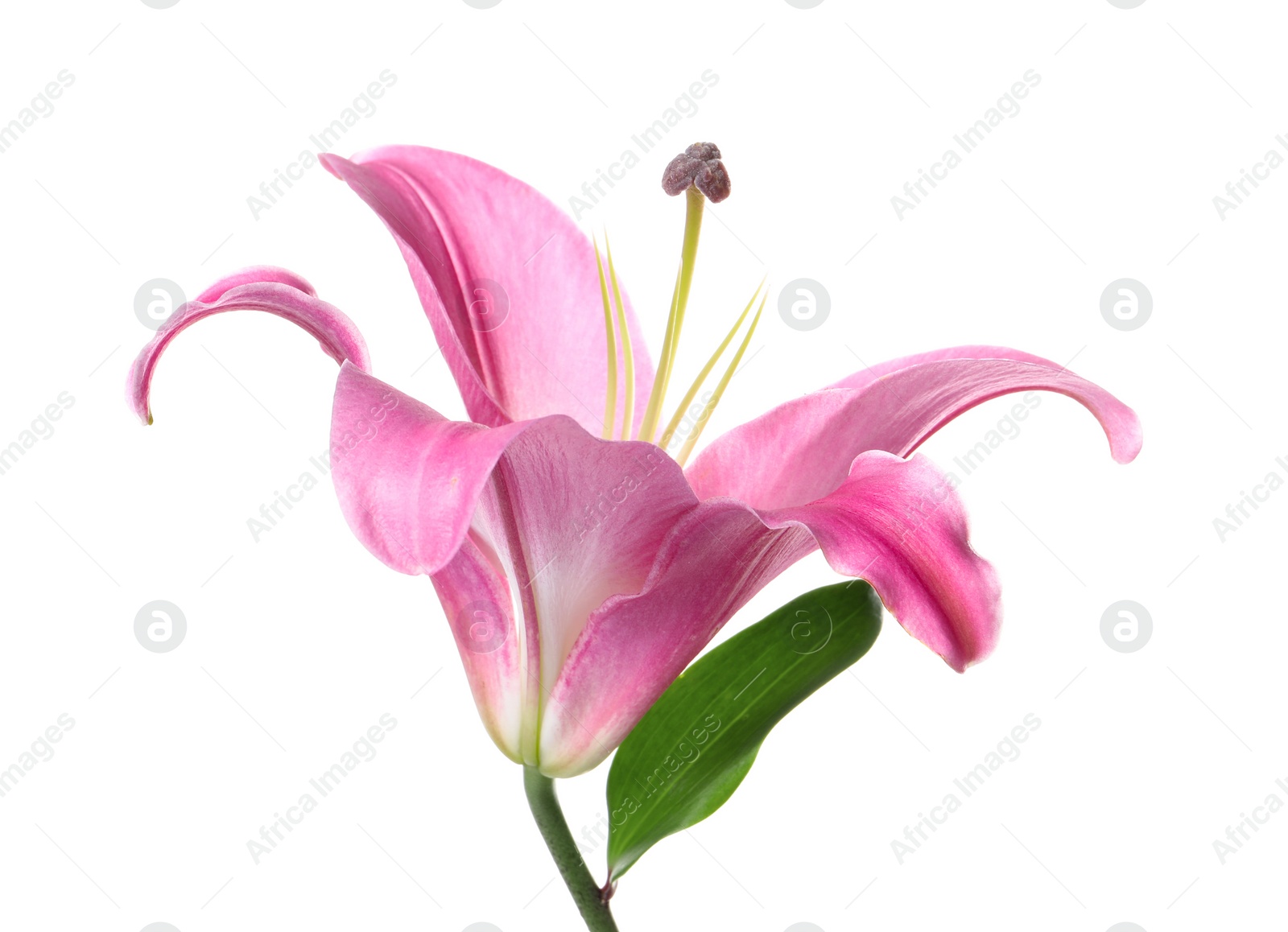 Photo of Beautiful pink lily flower isolated on white