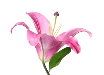 Beautiful pink lily flower isolated on white