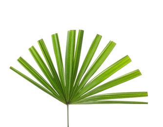 Photo of Beautiful palm leaf on white background. Tropical plant