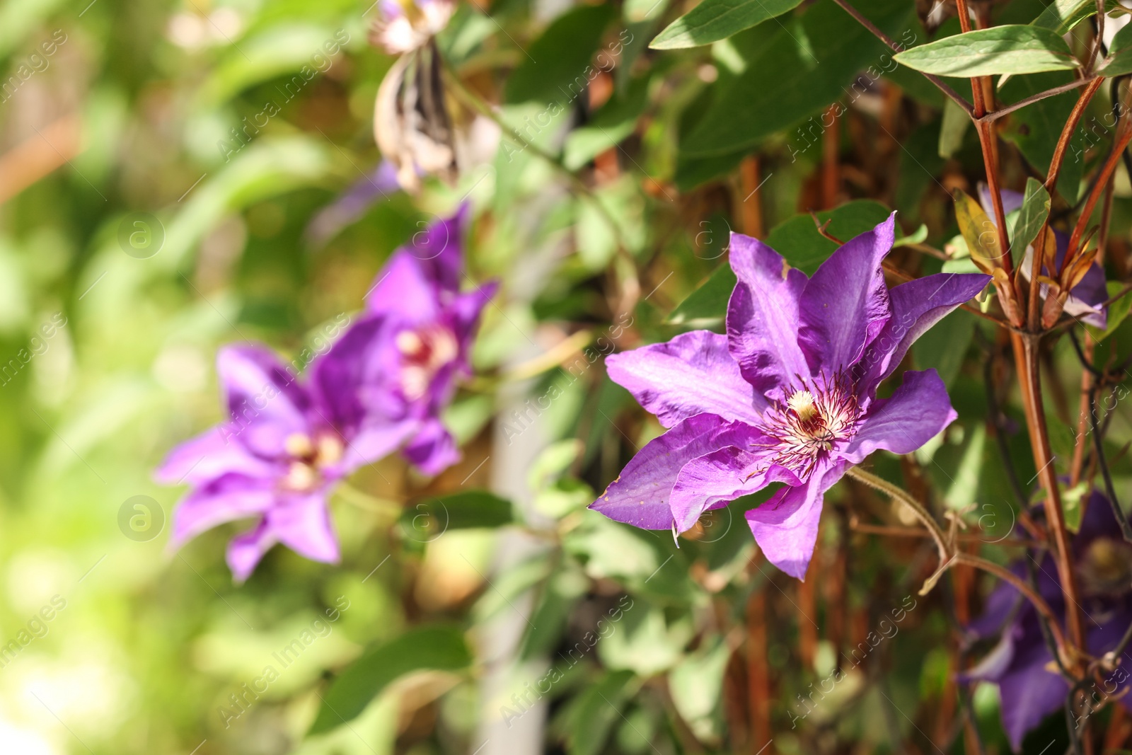 Photo of Beautiful spring flower in garden on sunny day. Space for text