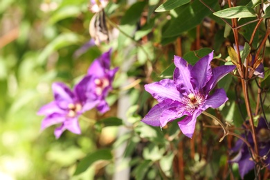 Beautiful spring flower in garden on sunny day. Space for text