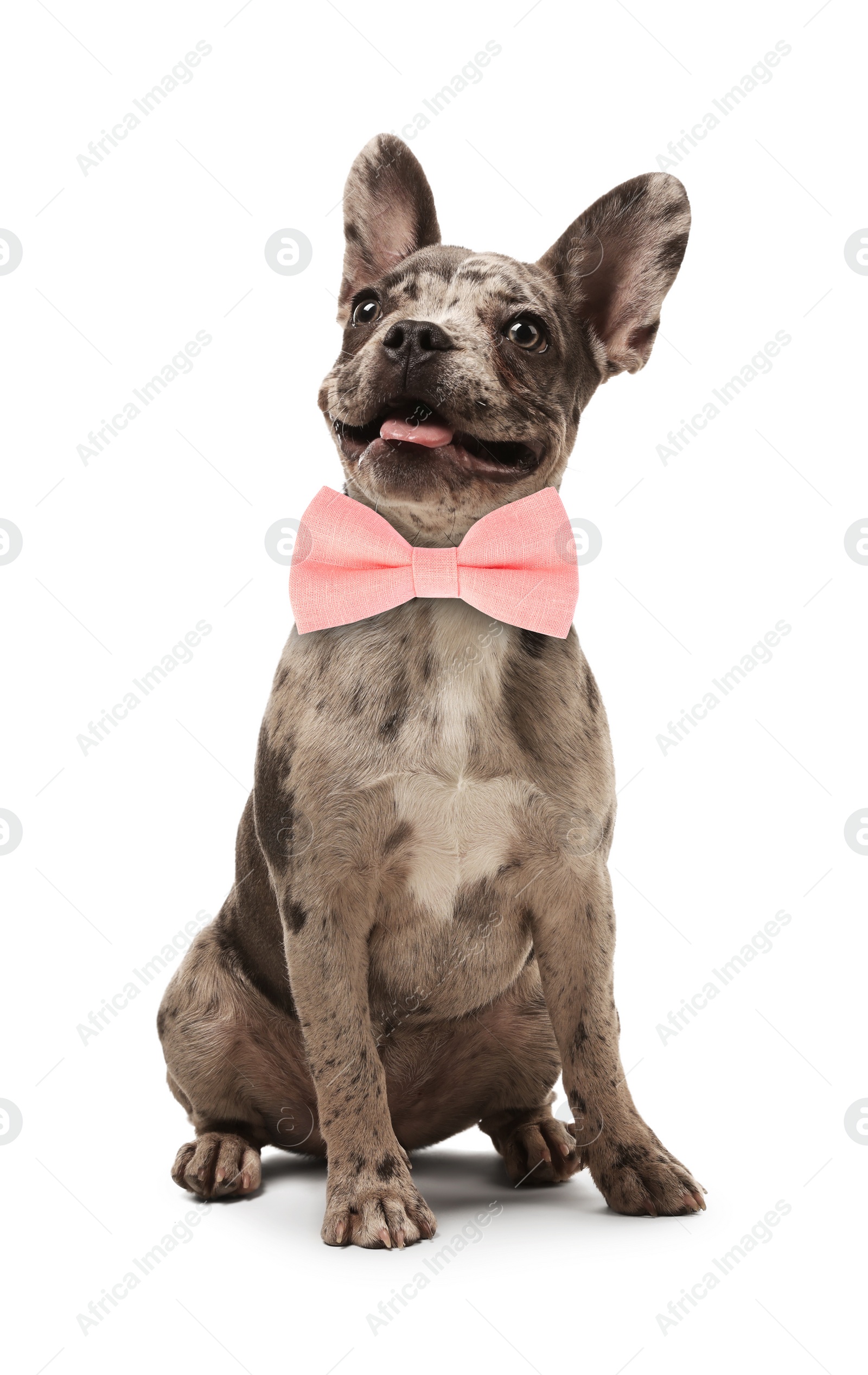 Image of Cute French Bulldog with pink bow tie on white background