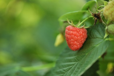 Photo of Raspberry bush with tasty ripe berry in garden, closeup