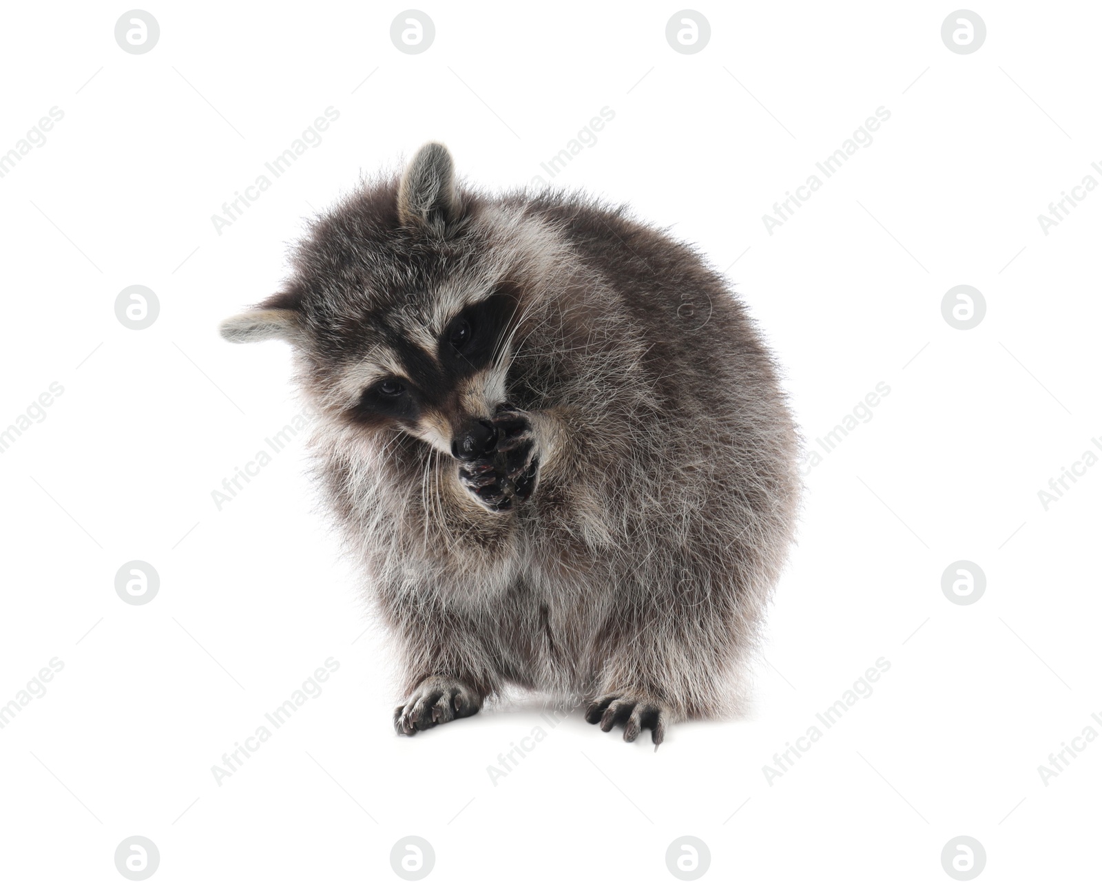 Photo of Cute funny common raccoon isolated on white