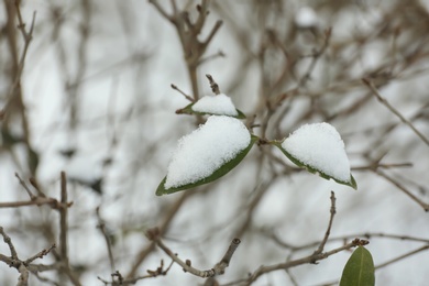 Shrub covered with snow outdoors on winter day, closeup