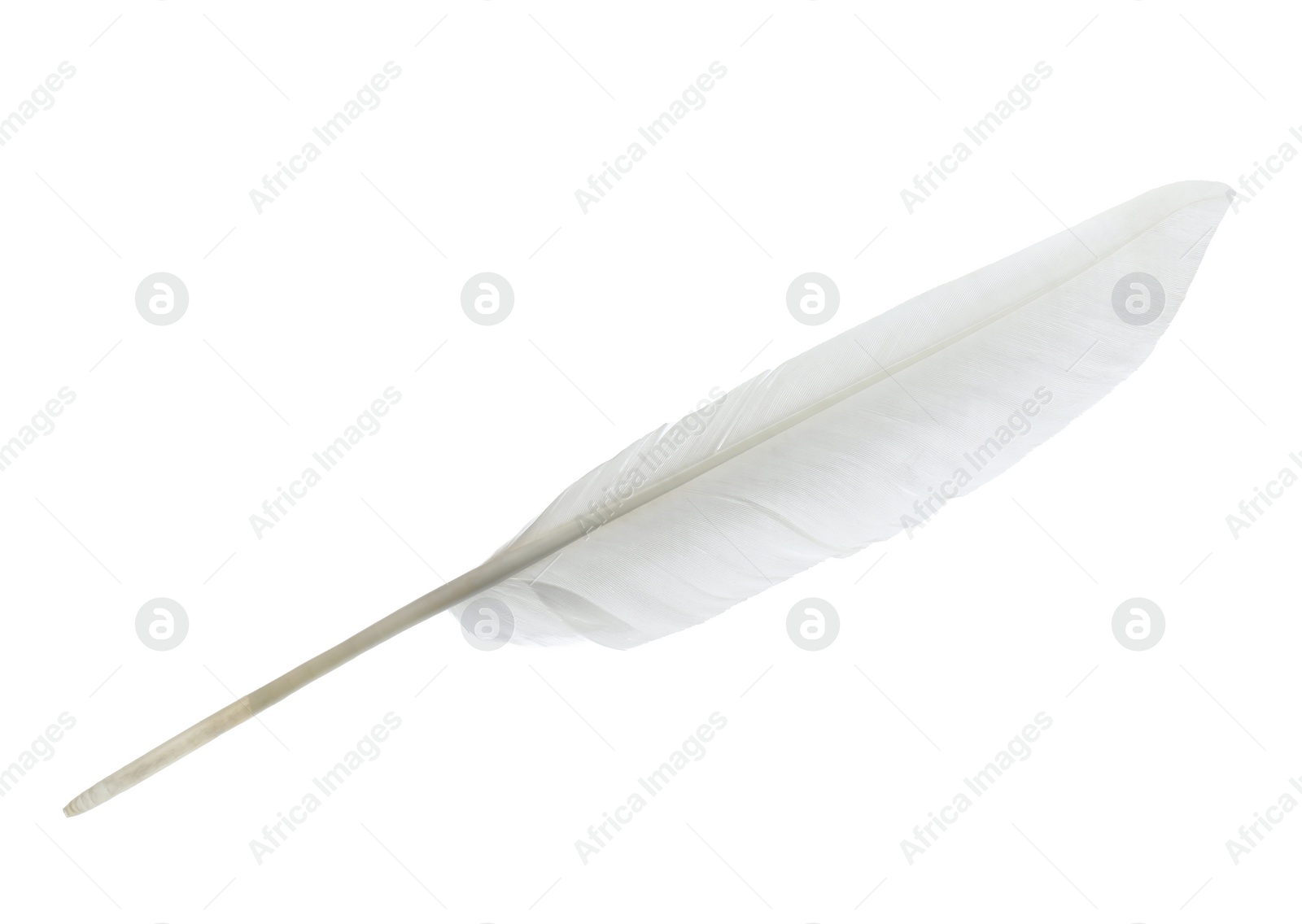 Photo of Beautiful white bird feather isolated on white