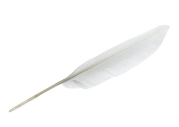 Photo of Beautiful white bird feather isolated on white