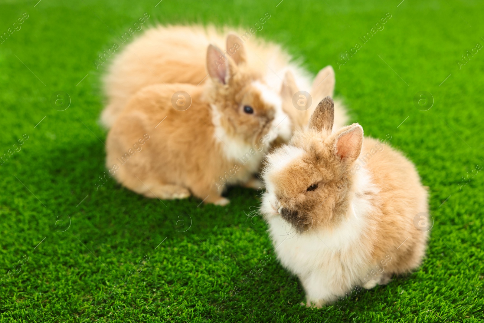 Photo of Cute fluffy pet rabbits on green grass