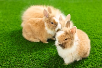 Cute fluffy pet rabbits on green grass