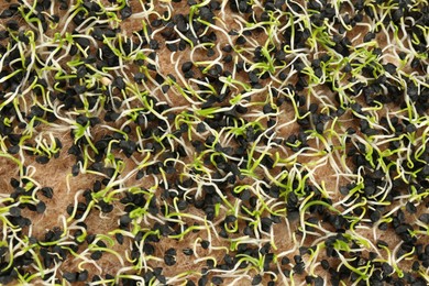 Growing microgreen. Many fresh sunflower sprouts as background, top view