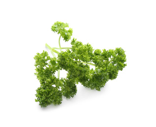 Fresh green curly parsley on white background