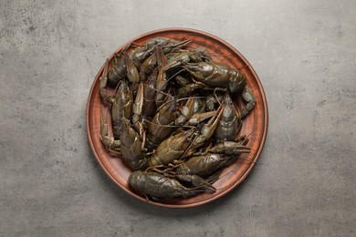 Fresh raw crayfishes on grey table, top view