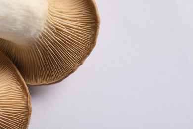 Photo of Fresh oyster mushrooms on white background, closeup. Space for text