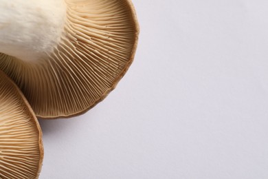 Fresh oyster mushrooms on white background, closeup. Space for text