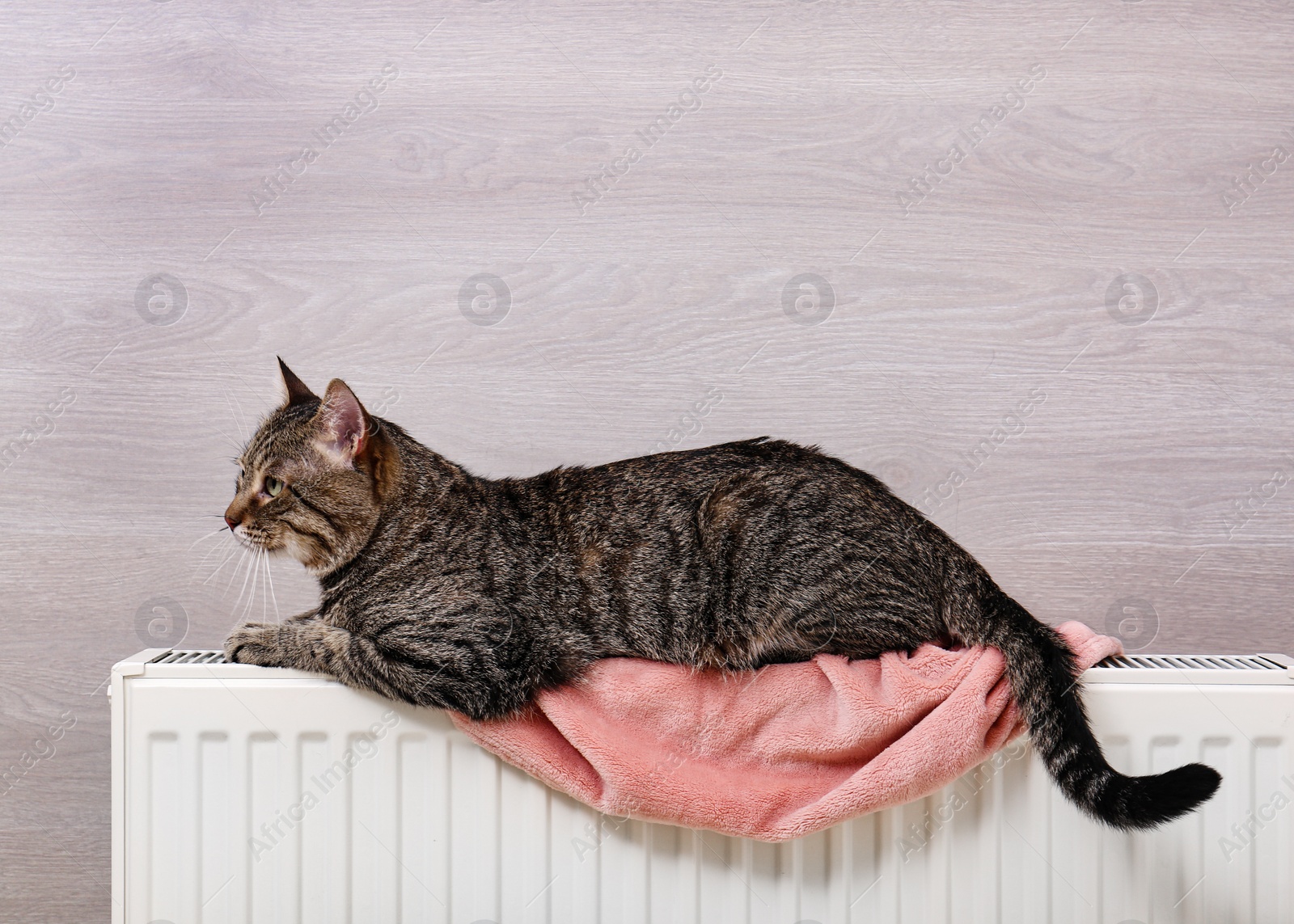 Photo of Cute tabby cat on heating radiator with plaid near light wooden wall