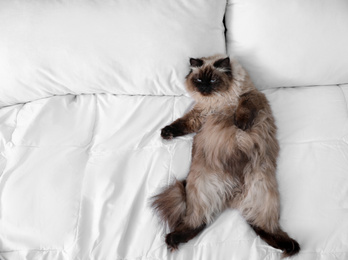 Photo of Above view of cute Balinese cat on bed at home, space for text. Fluffy pet