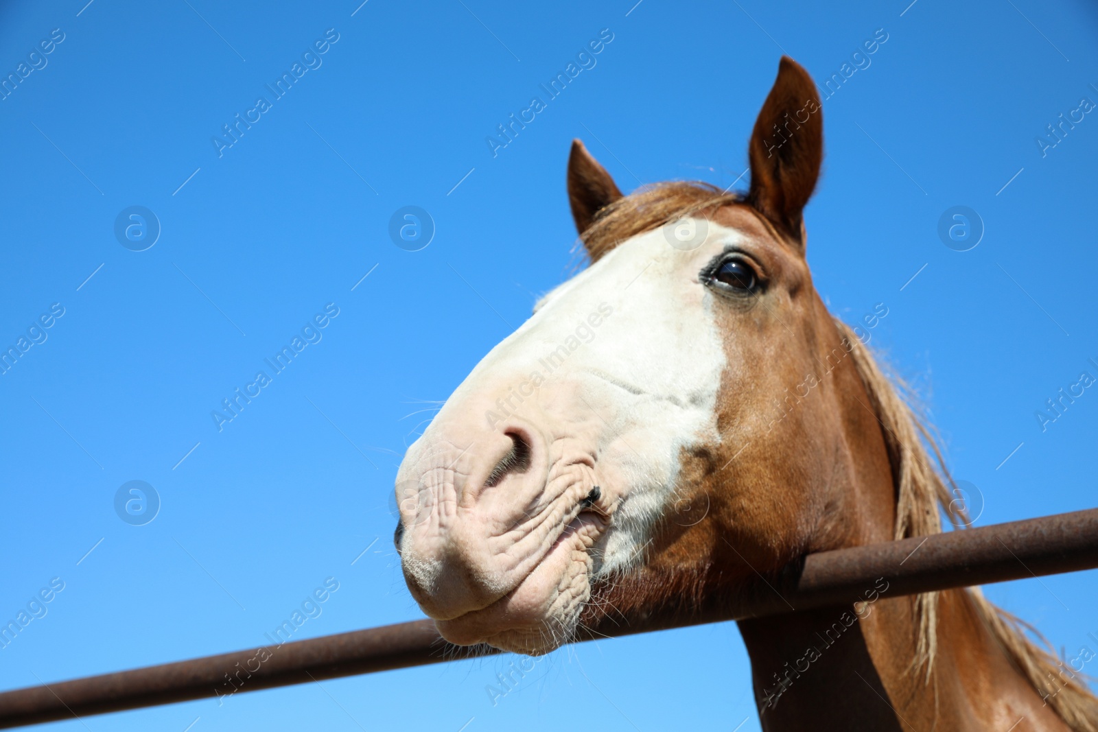 Photo of Chestnut horse at fence outdoors on sunny day, closeup. Beautiful pet