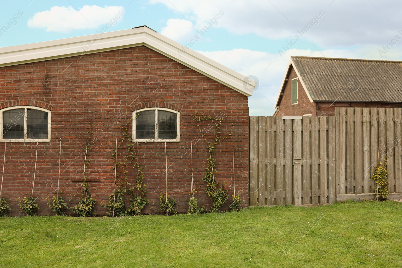 Photo of Spacious backyard with lush green grass, wooden fence and climbing plants growing on building wall